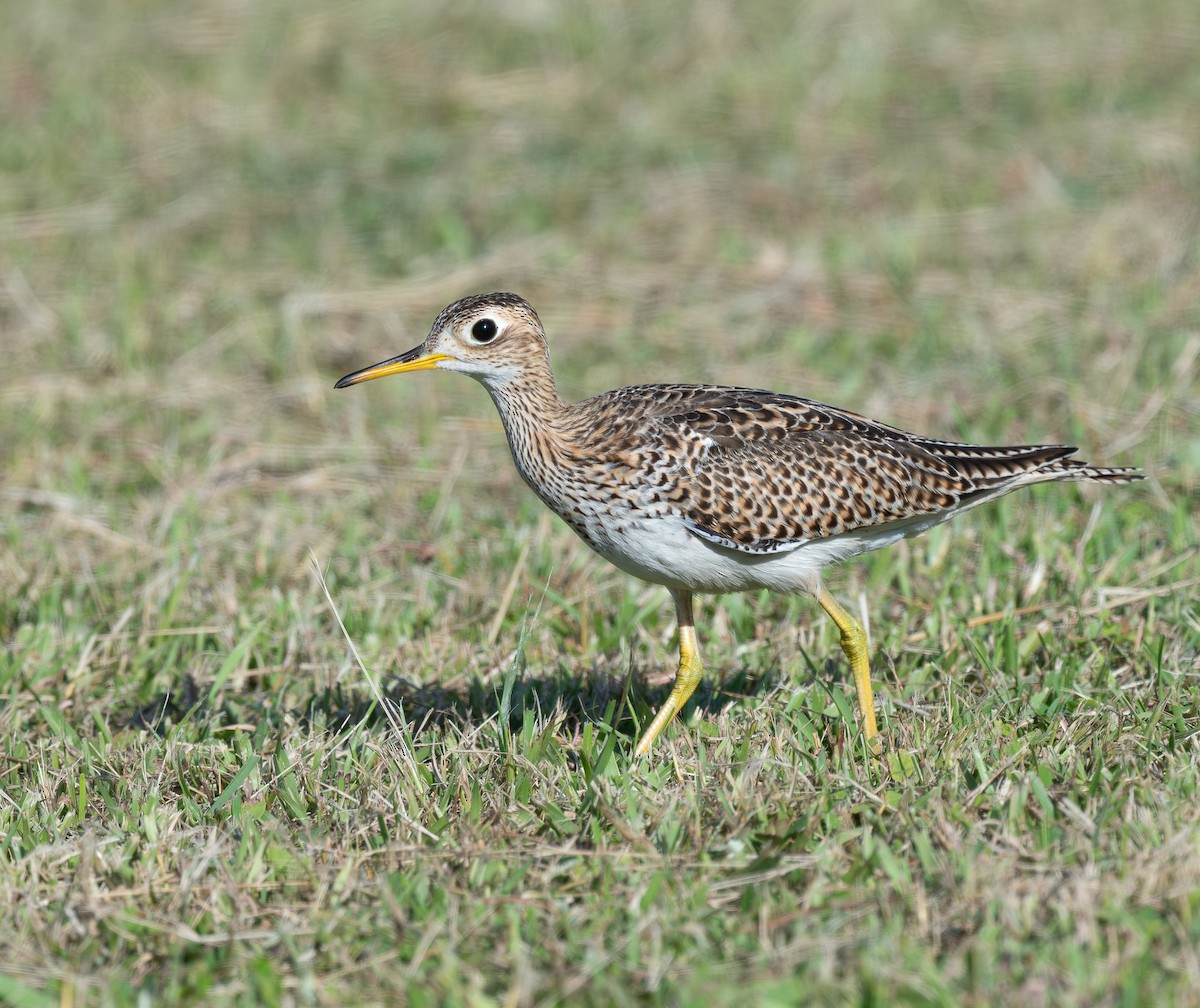 Kuliska buztanluzea - ML646565051