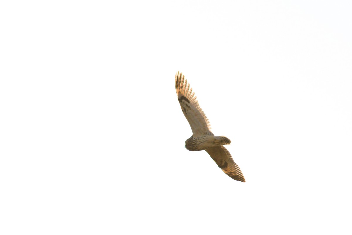 Short-eared Owl - ML646565053