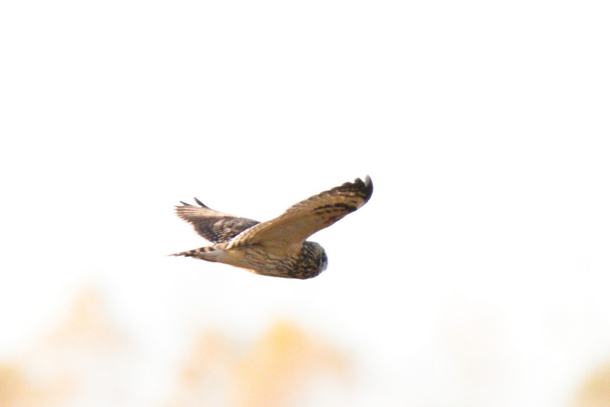Short-eared Owl - ML646565054
