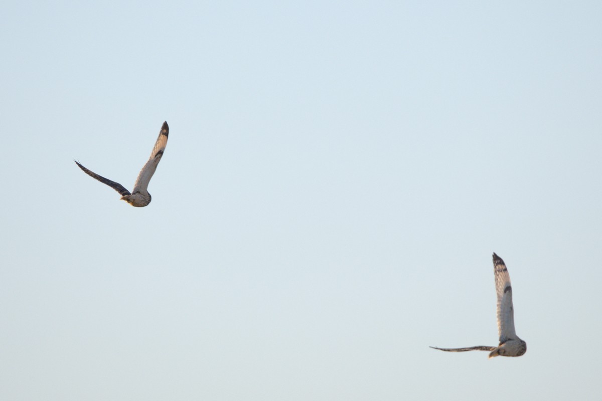 Short-eared Owl - ML646565057