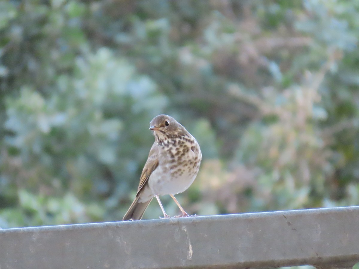 Дрізд-короткодзьоб плямистоволий - ML646565060