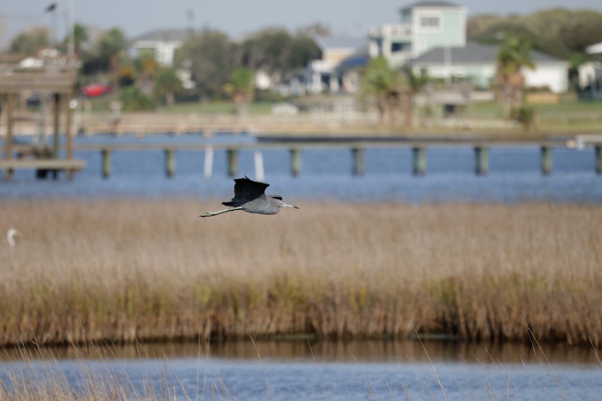 Little Blue Heron - ML646565061
