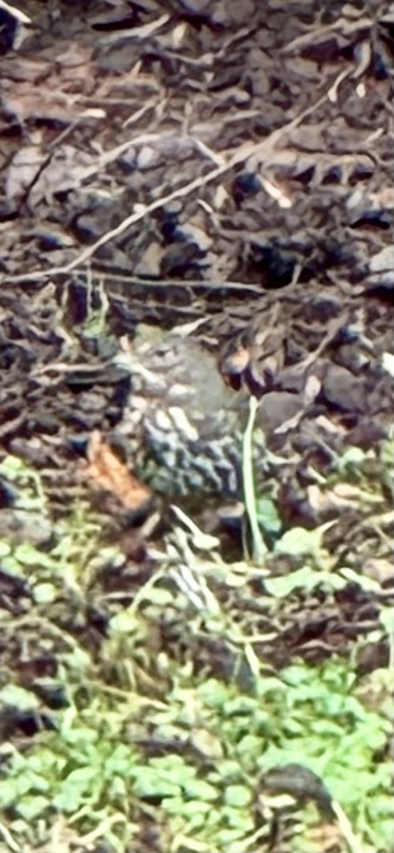 Пасовник рябогрудий - ML646565063