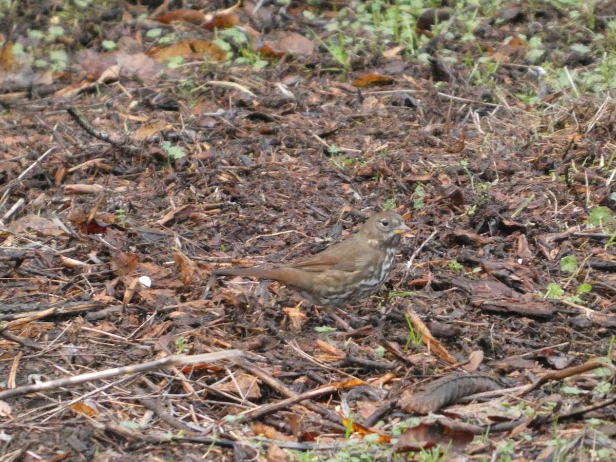 Пасовник рябогрудий - ML646565064