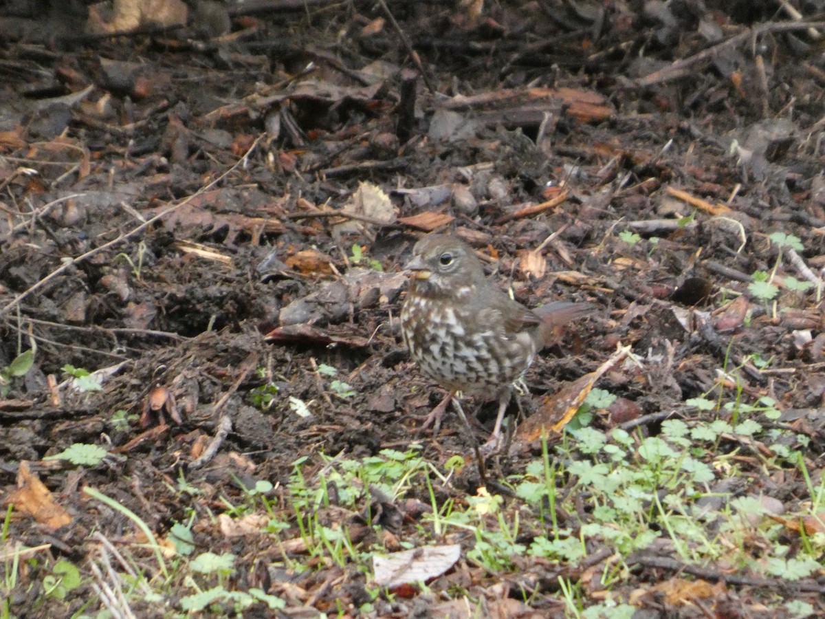 Пасовник рябогрудий - ML646565065