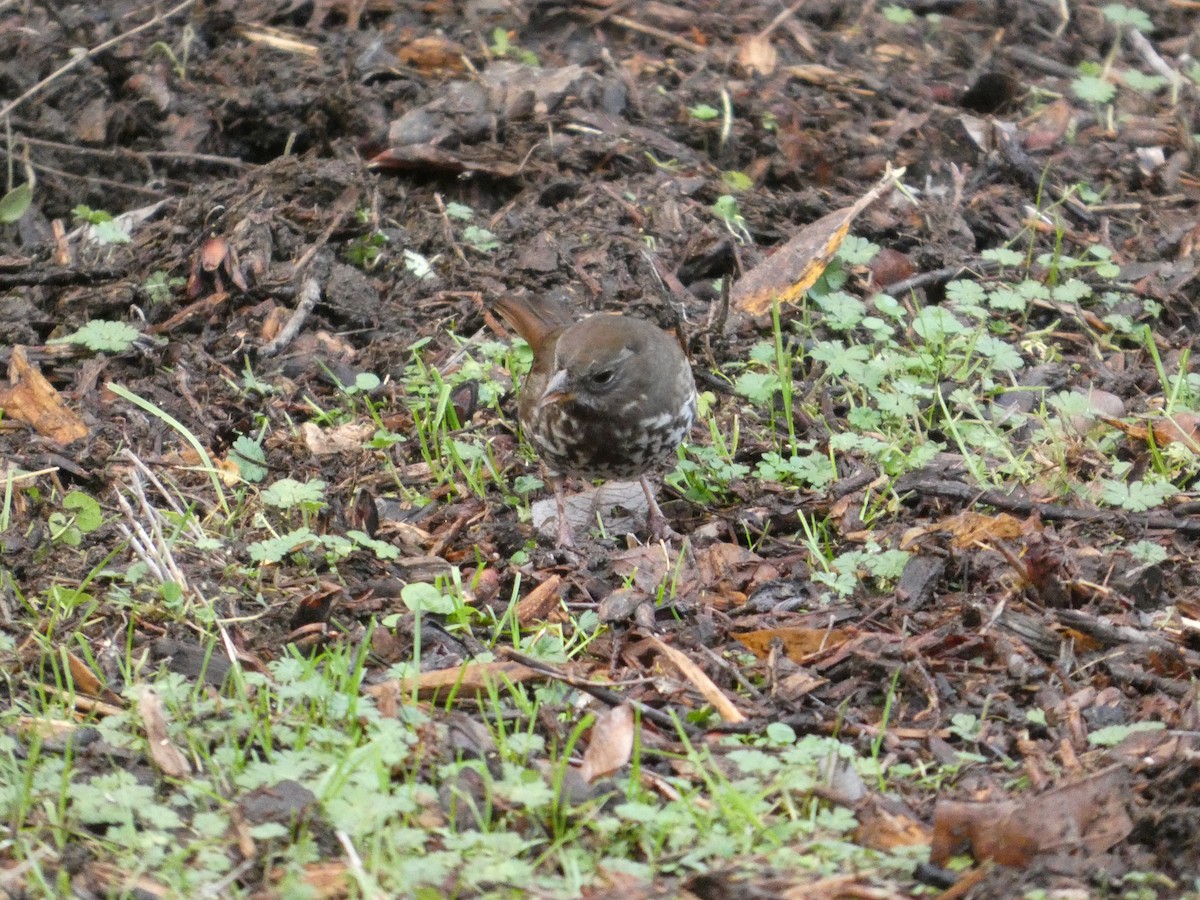 Пасовник рябогрудий - ML646565066