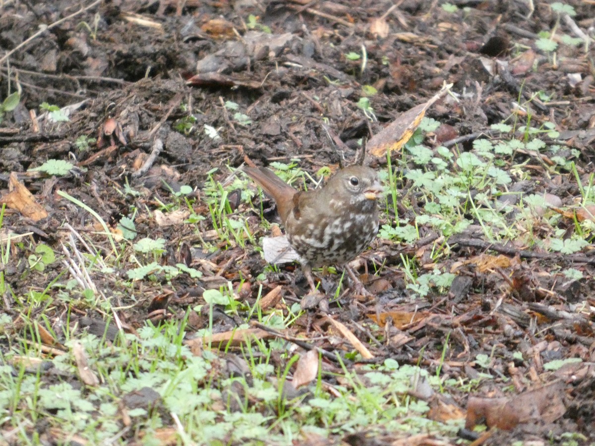 Пасовник рябогрудий - ML646565067