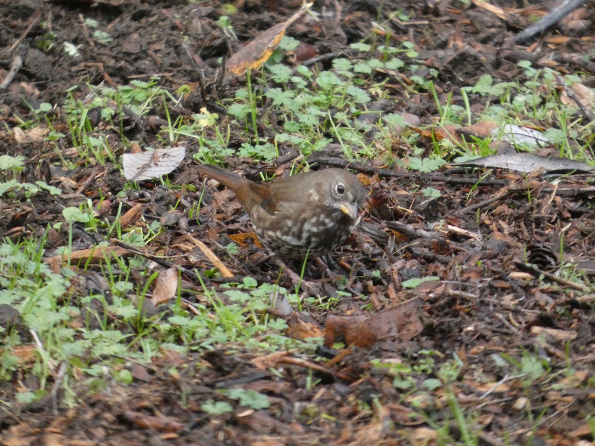 Пасовник рябогрудий - ML646565068