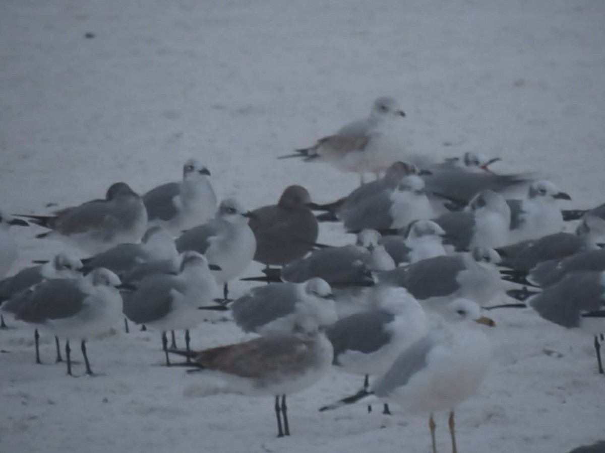 ハイイロカモメ - ML646565070