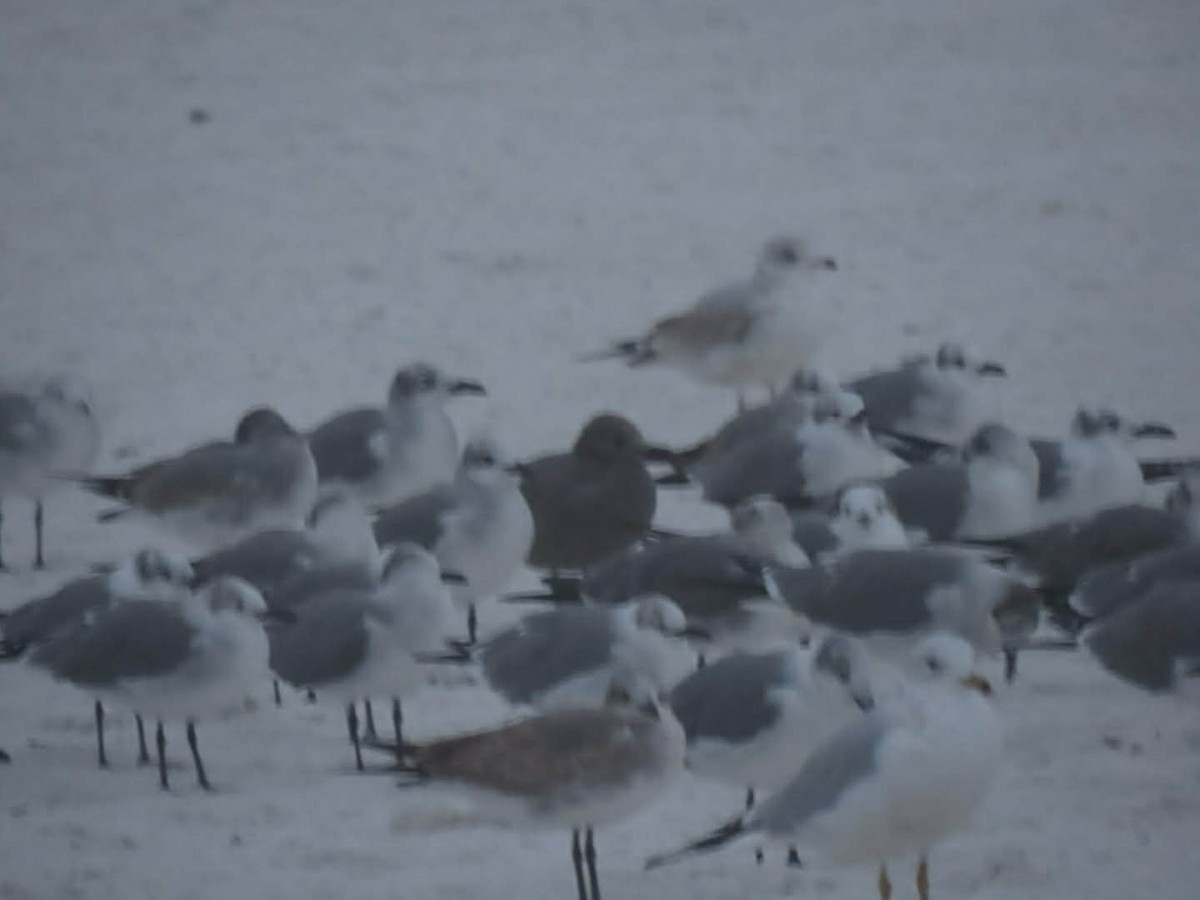 ハイイロカモメ - ML646565071