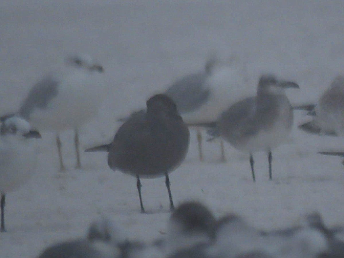 ハイイロカモメ - ML646565073