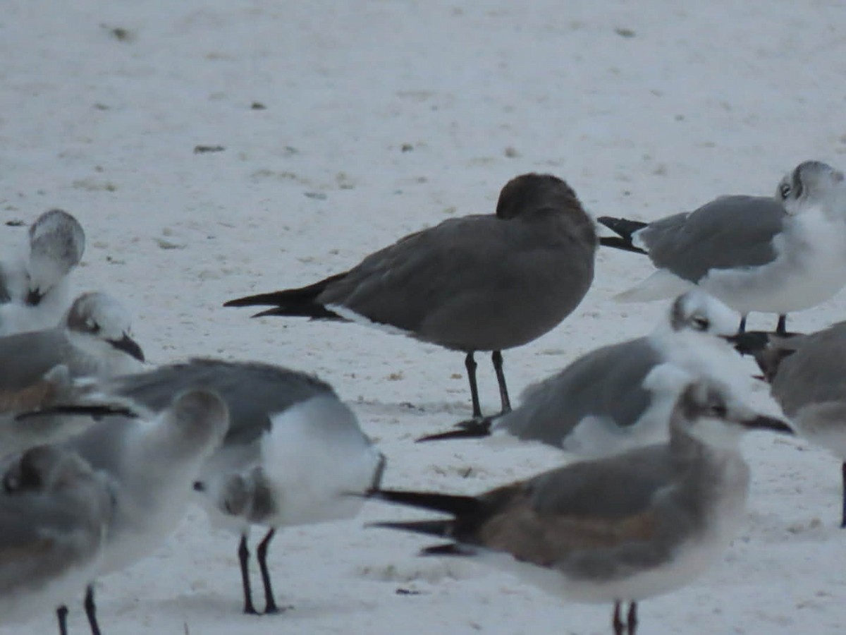 ハイイロカモメ - ML646565074