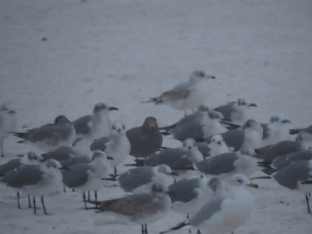 ハイイロカモメ - ML646565076