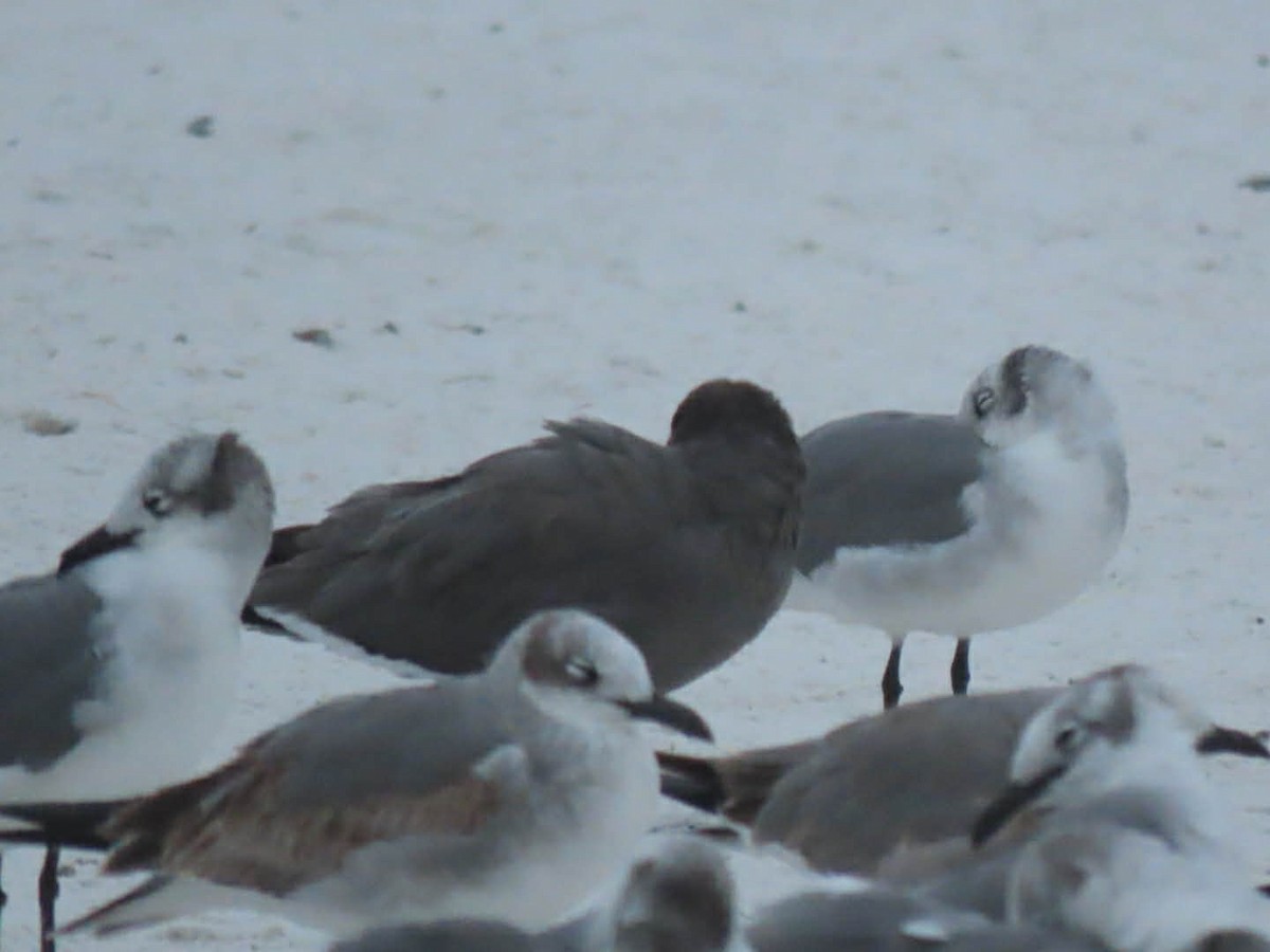 ハイイロカモメ - ML646565077