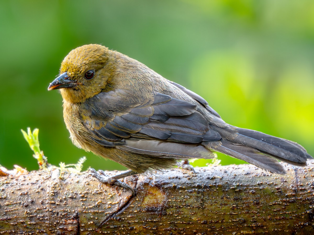 Ochre-breasted Tanager - ML646565078
