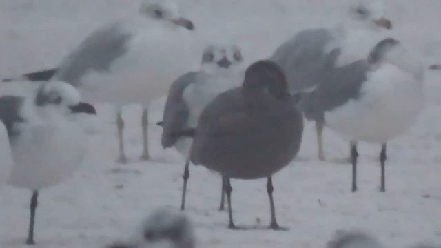 ハイイロカモメ - ML646565079