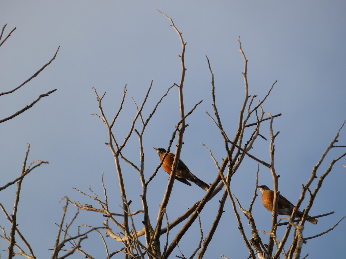 American Robin - ML646565081