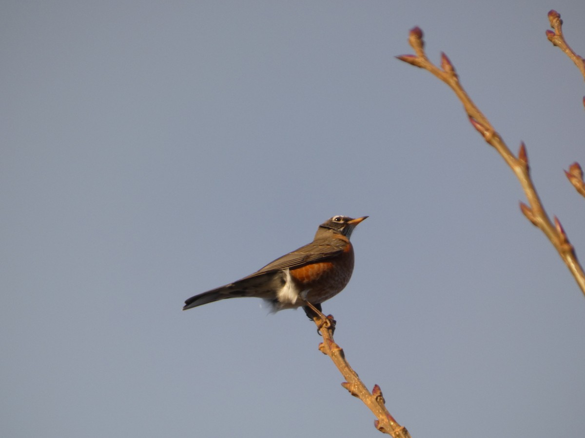 American Robin - ML646565082