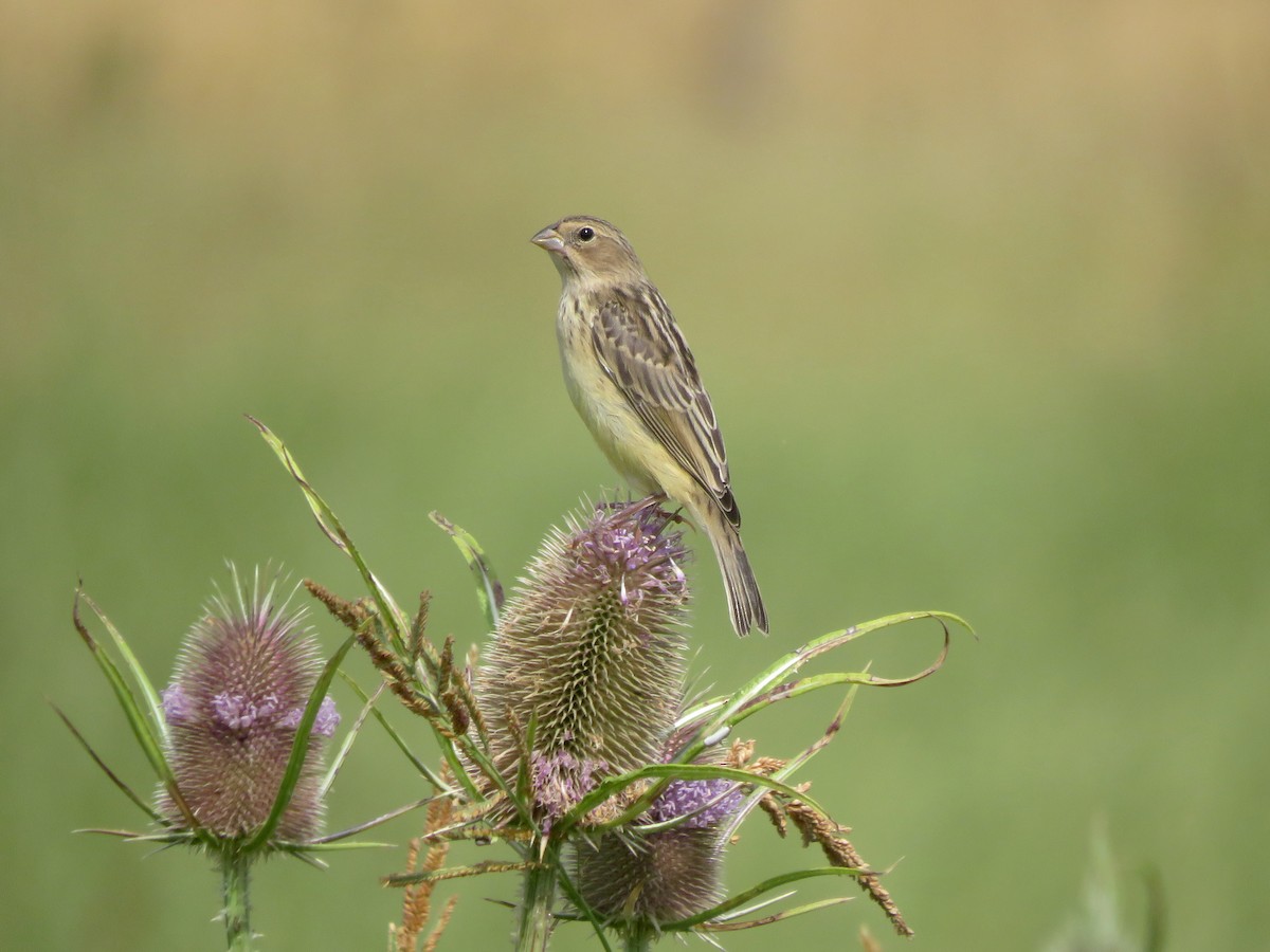Короткоклювый зерноед - ML646565083
