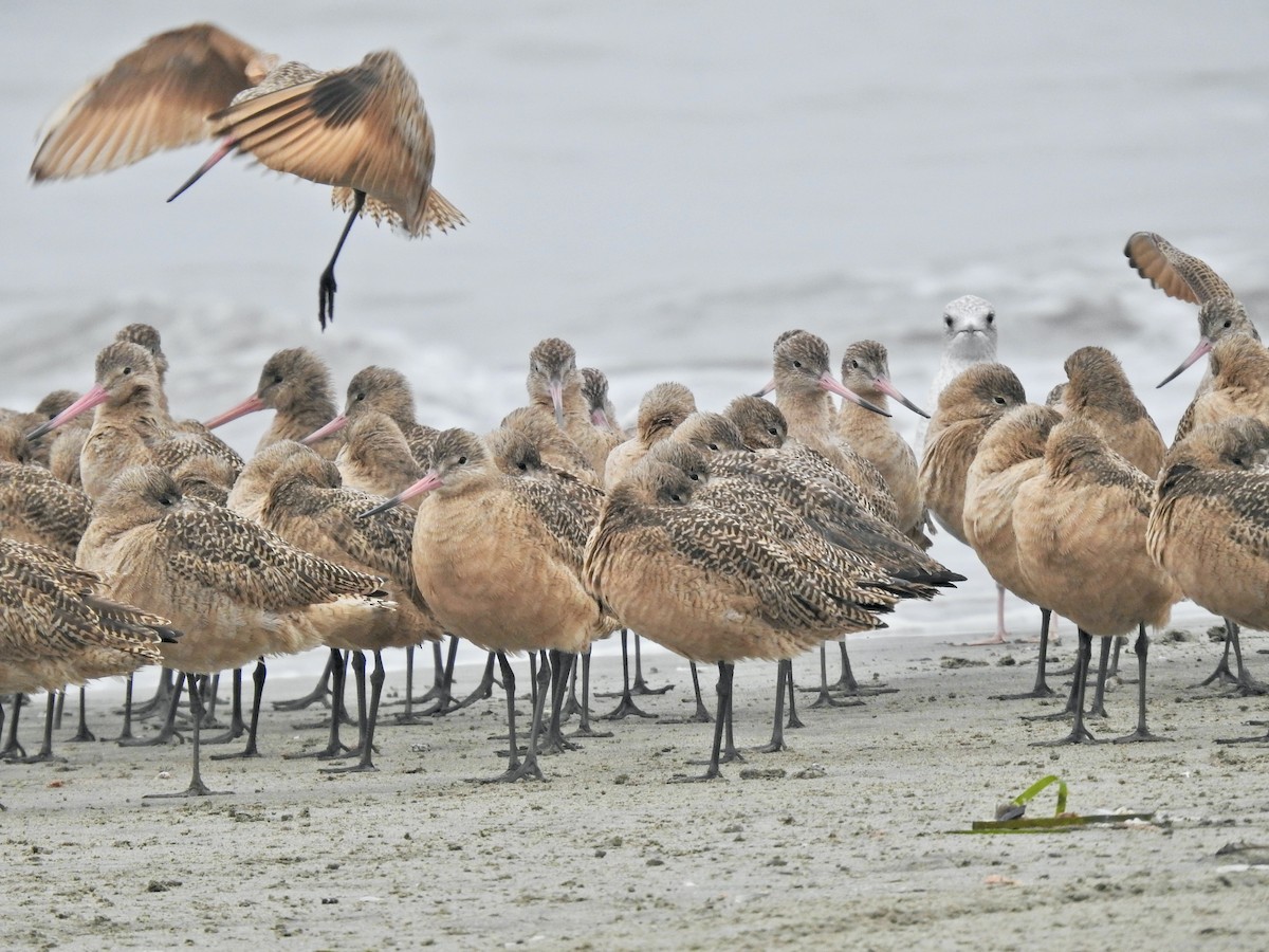 Marbled Godwit - ML646565084