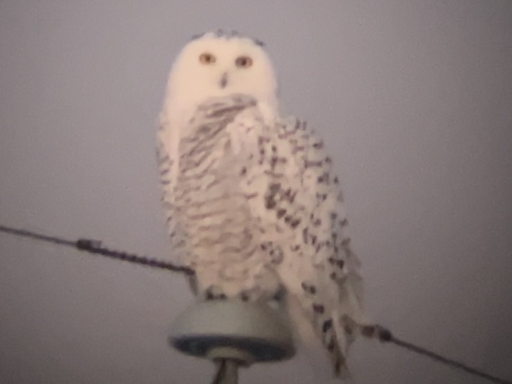Snowy Owl - ML646565085