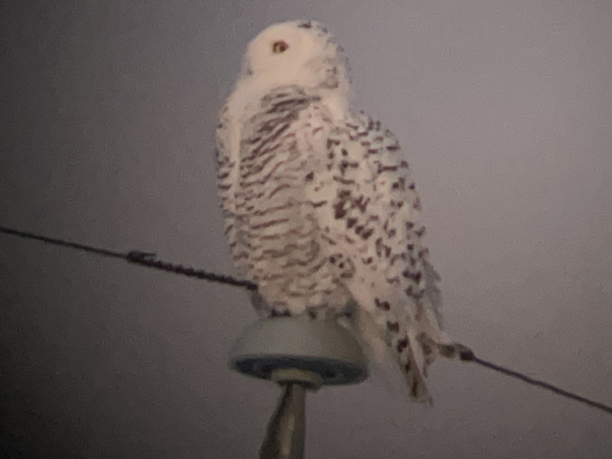 Snowy Owl - ML646565086