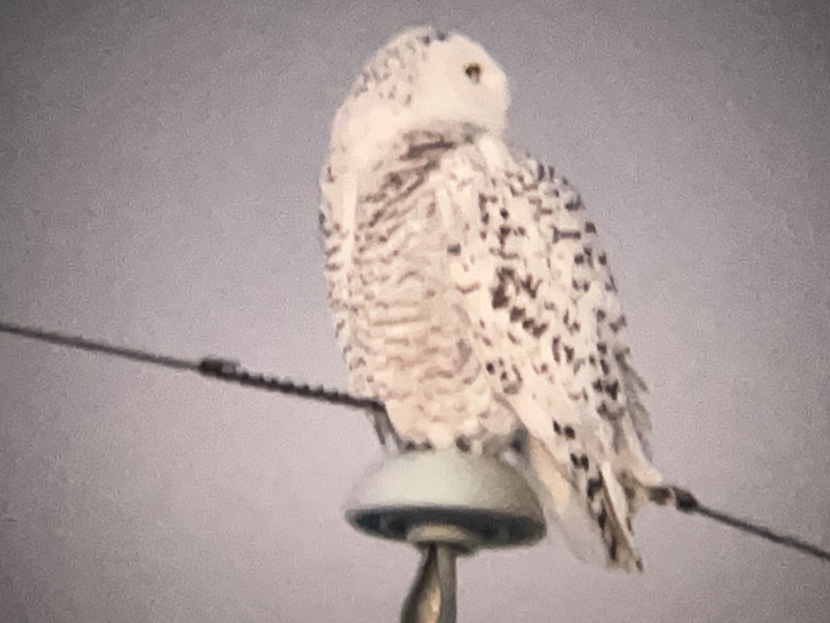 Snowy Owl - ML646565087