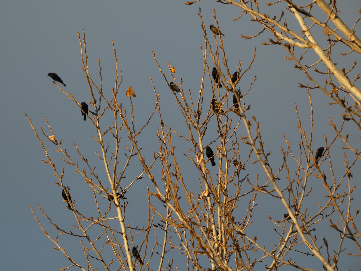 Еполетник червоноплечий - ML646565088