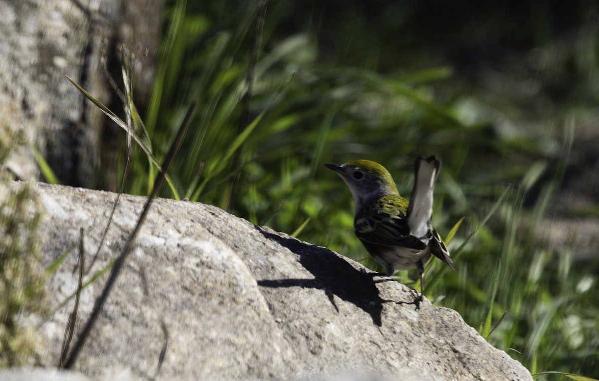 Chestnut-sided Warbler - ML646565089
