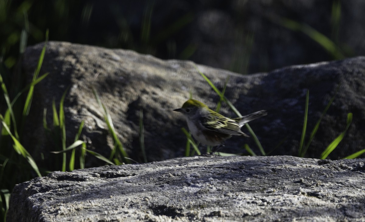 Chestnut-sided Warbler - ML646565090