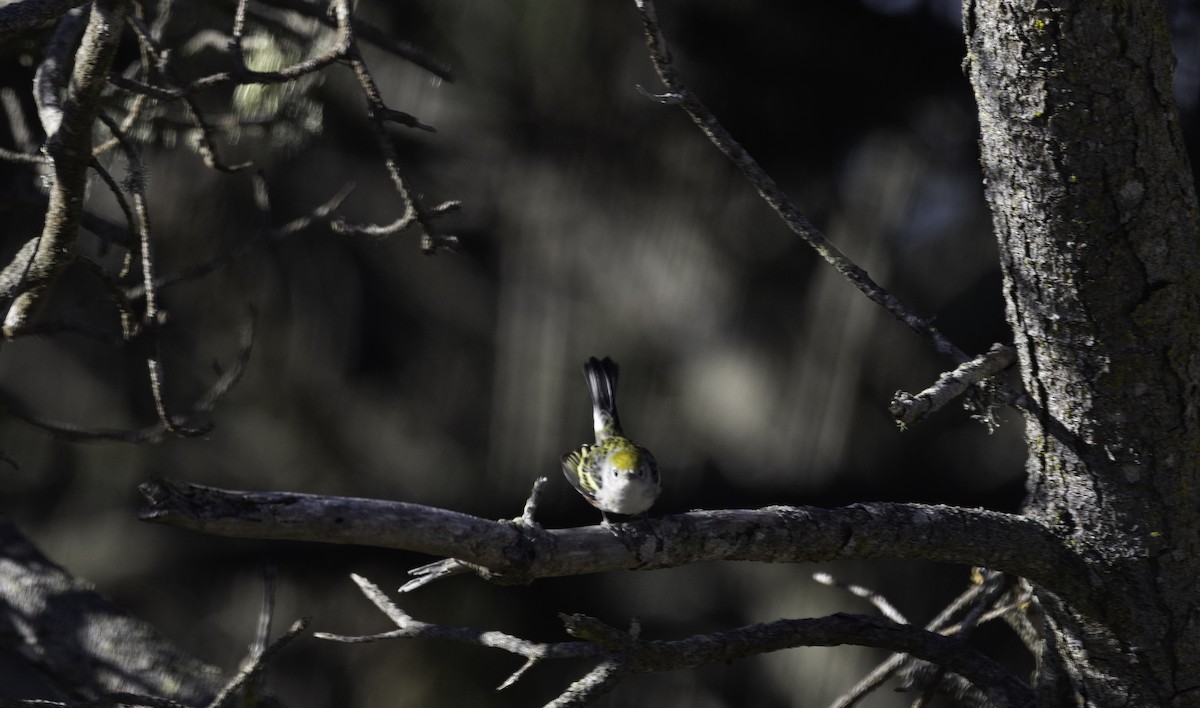 Chestnut-sided Warbler - ML646565091