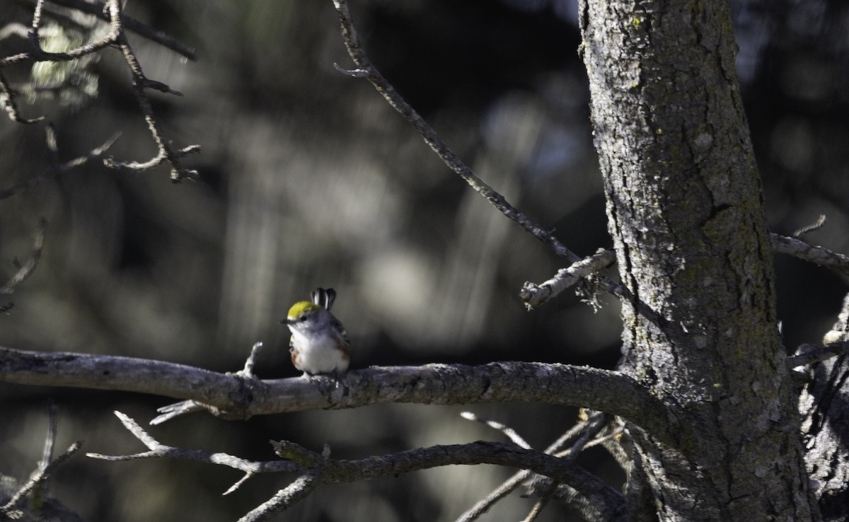 Chestnut-sided Warbler - ML646565092