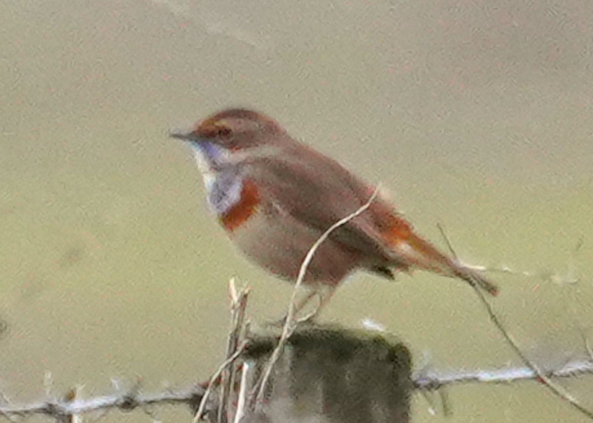 Bluethroat - ML646565093