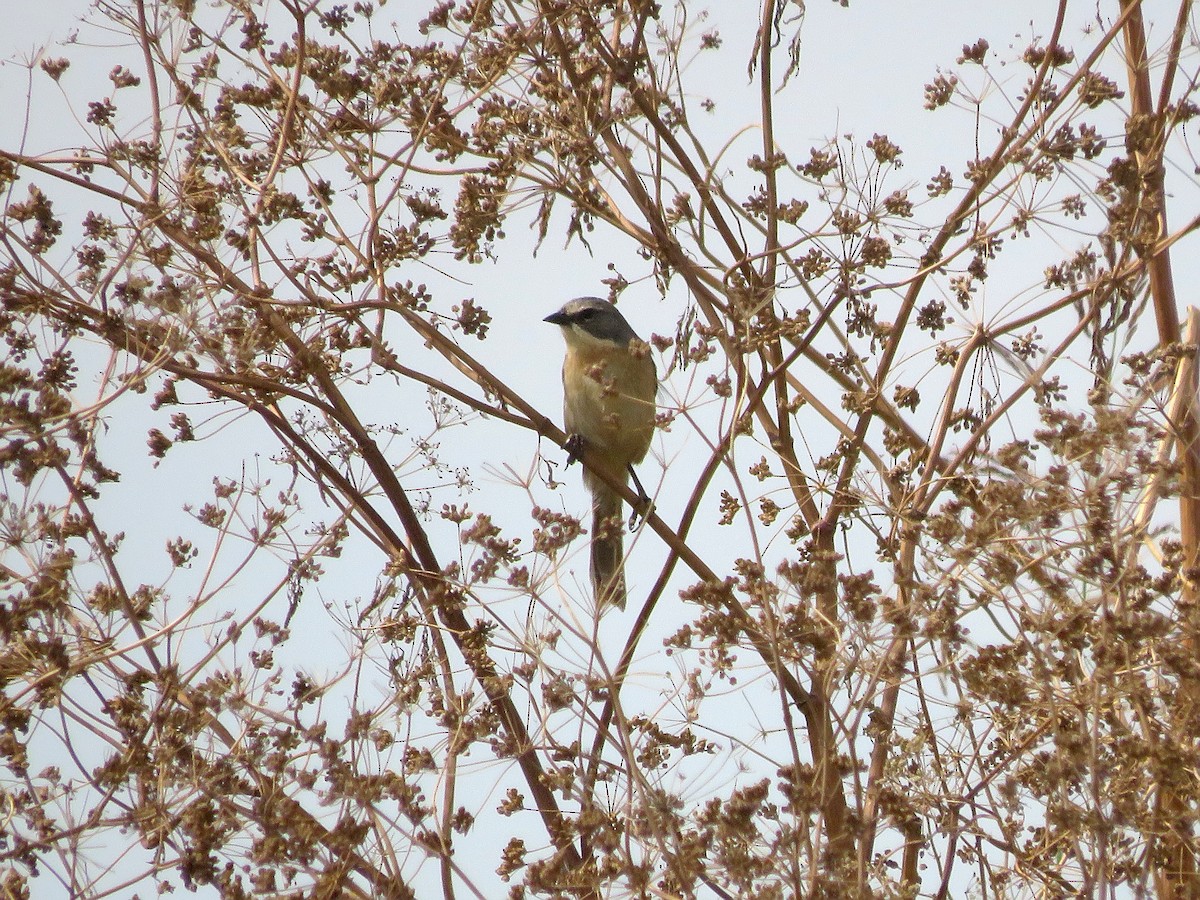 Long-tailed Reed Finch - ML646565094