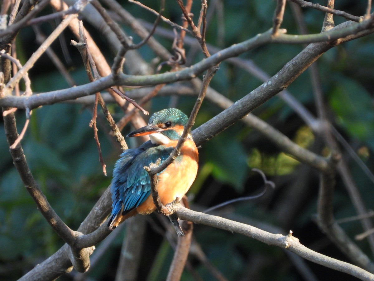 Martin arrantzalea - ML646565095