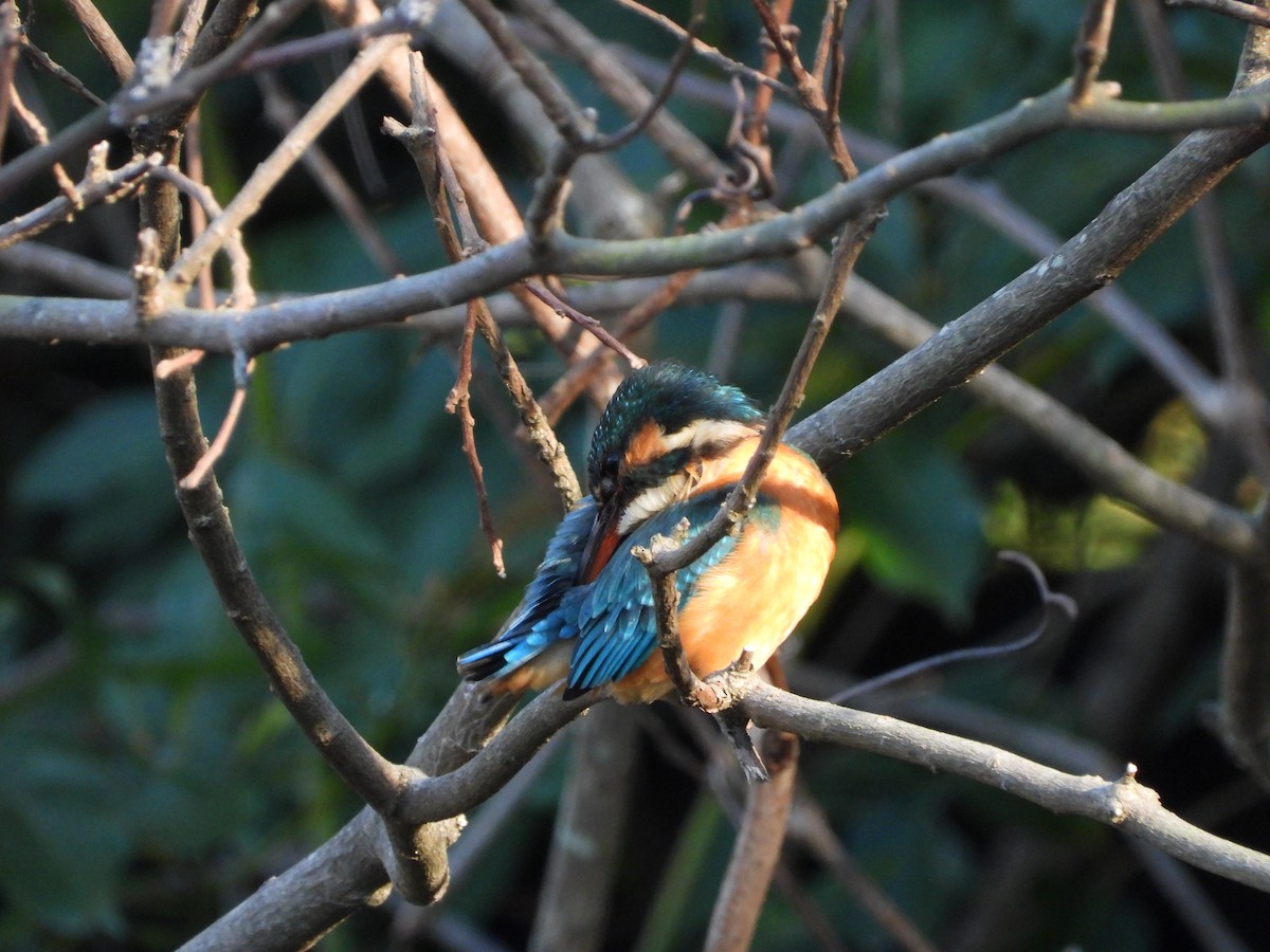 Martin arrantzalea - ML646565096