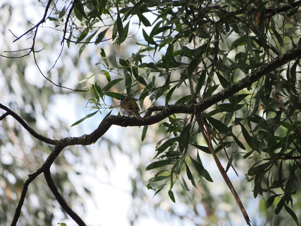 Hilal Enseli Balkuşu - ML646565104