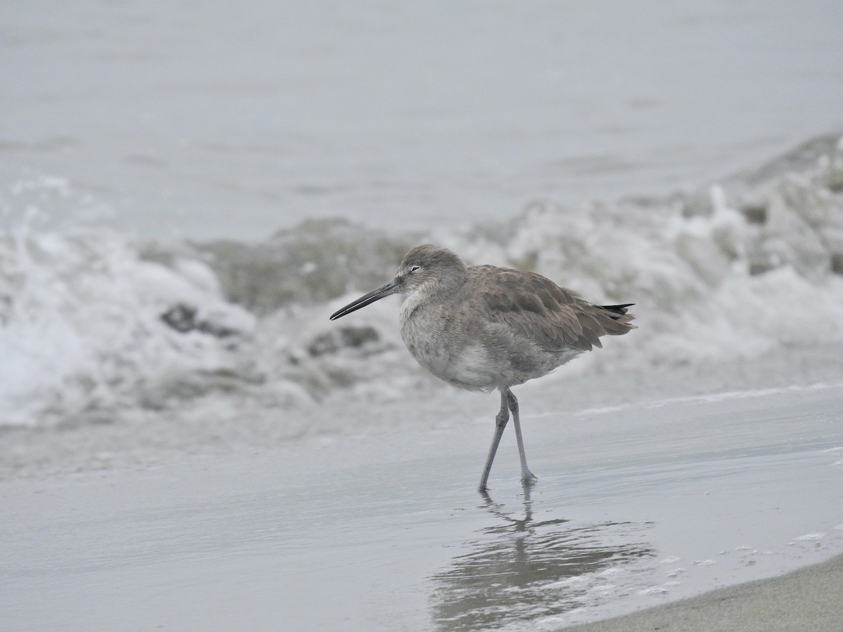 Willet - ML646565106