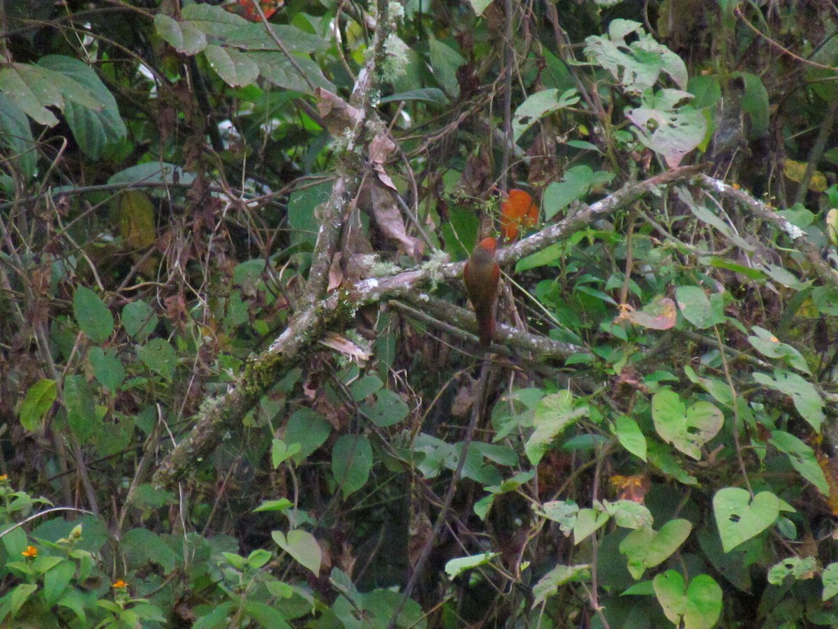 Кордильерская иглохвостка - ML646565107