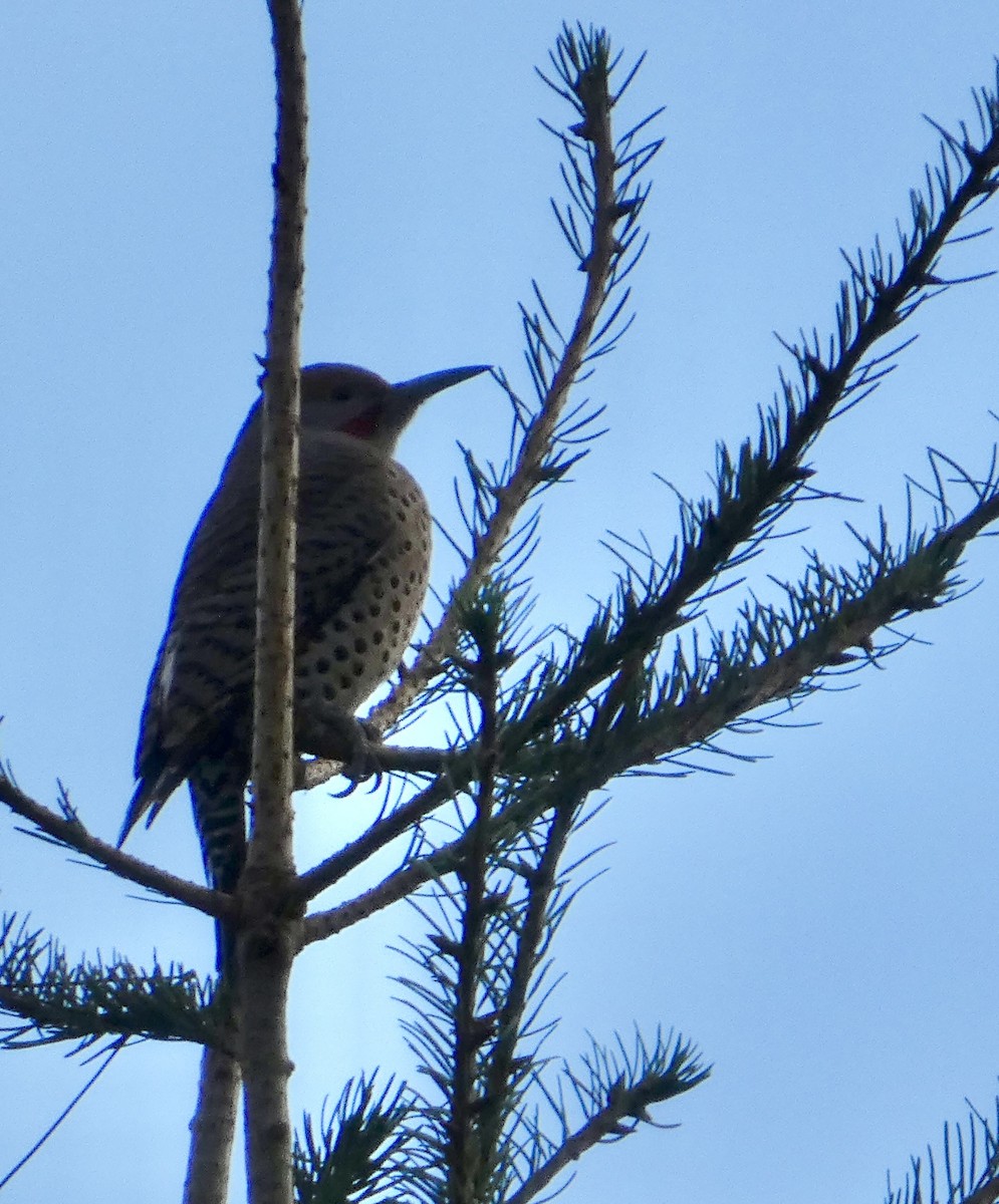 Декол золотистий - ML646565108