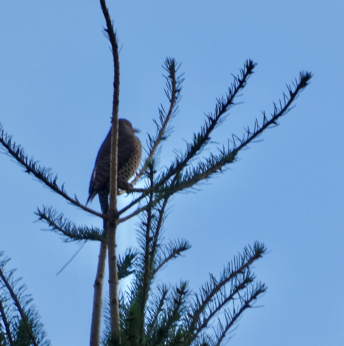 Декол золотистий - ML646565109