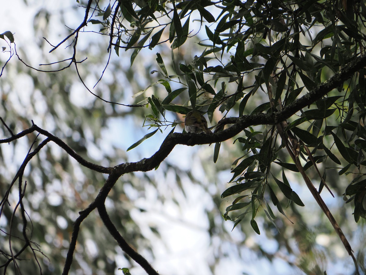 Hilal Enseli Balkuşu - ML646565110