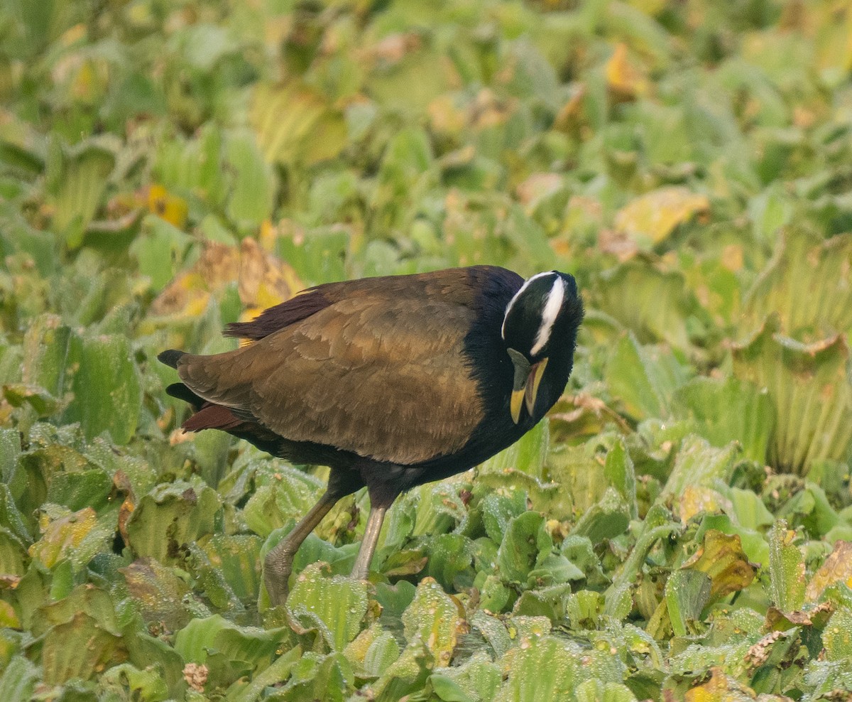 ostnák hnědoocasý - ML646565112