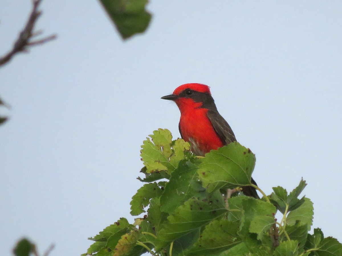 Vermilion Flycatcher - ML646565113