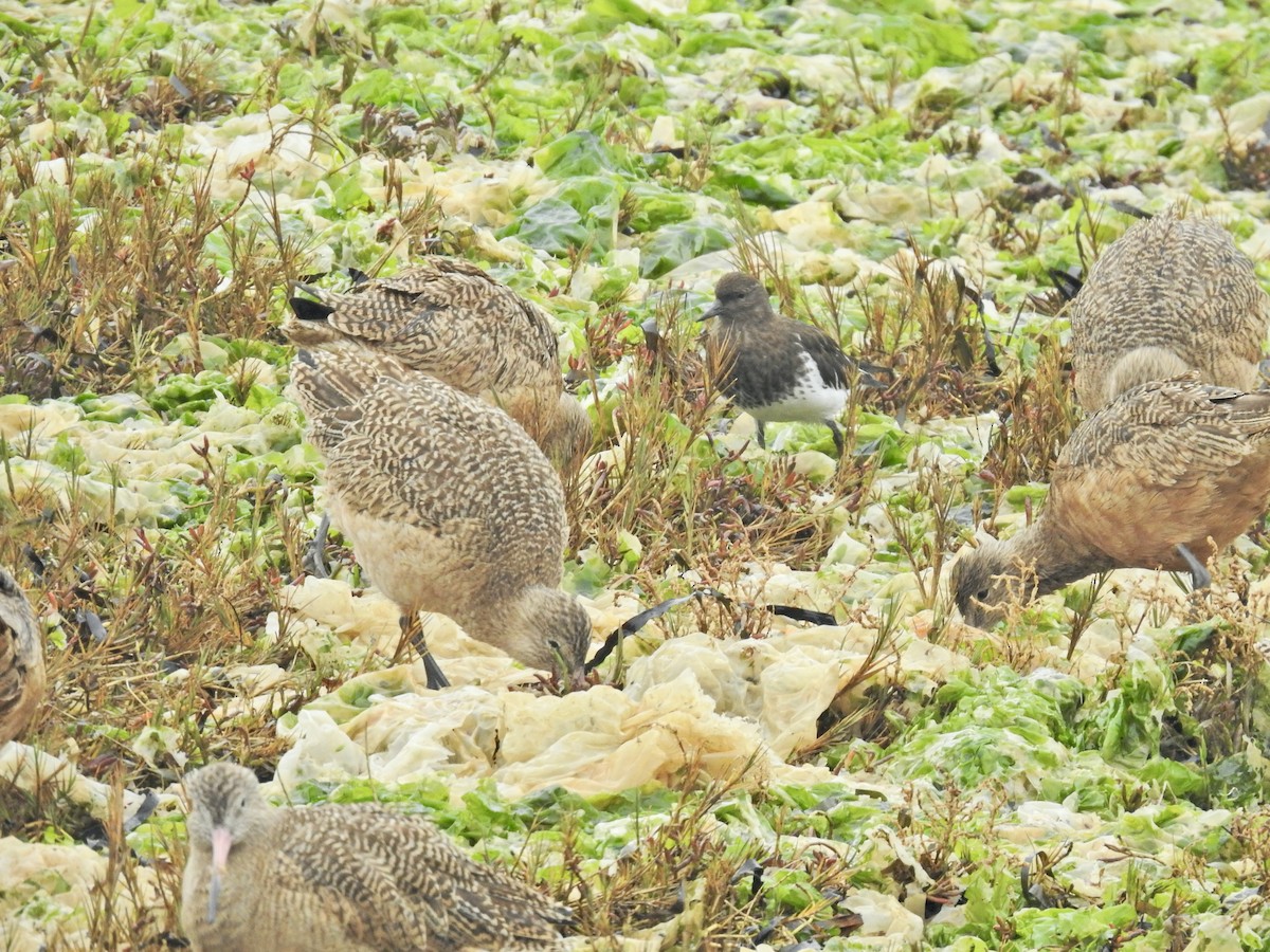 Black Turnstone - ML646565114
