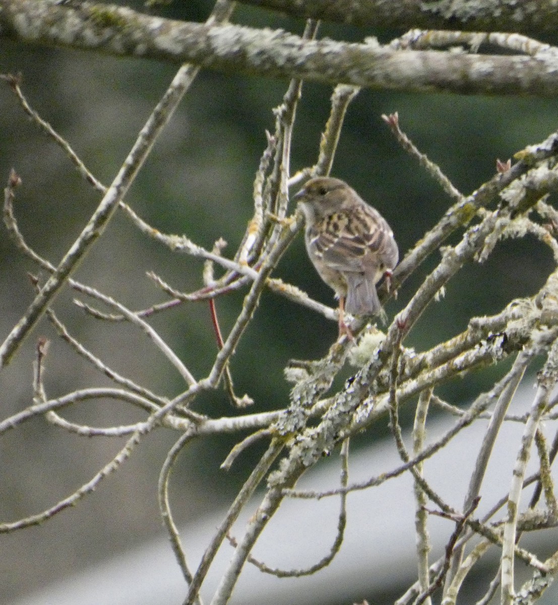 Бруант чорнобровий - ML646565116