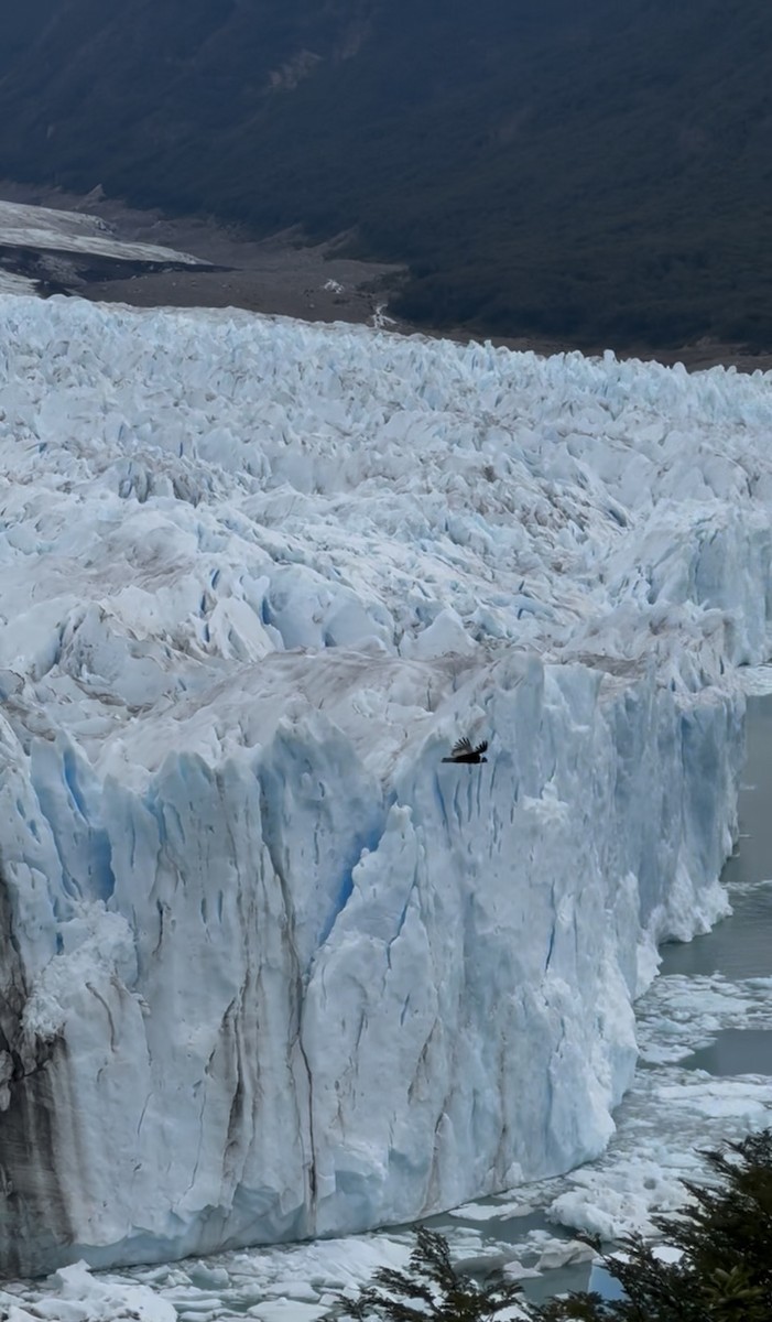 Андский кондор - ML646565118
