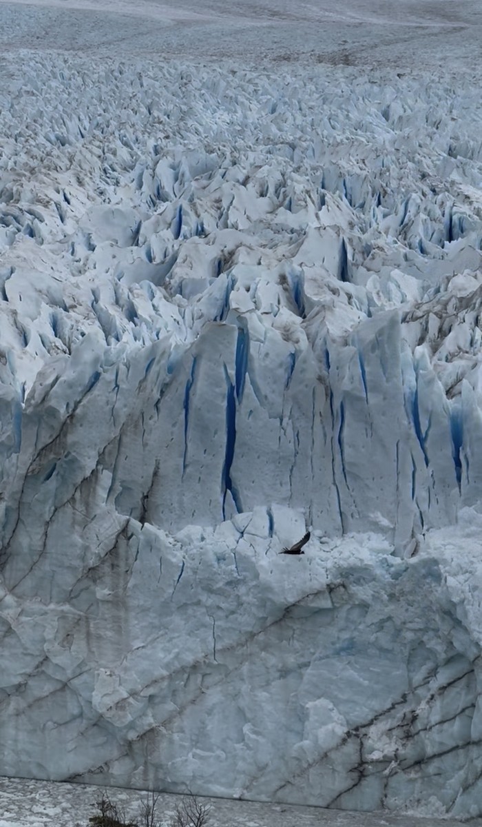 Андский кондор - ML646565119