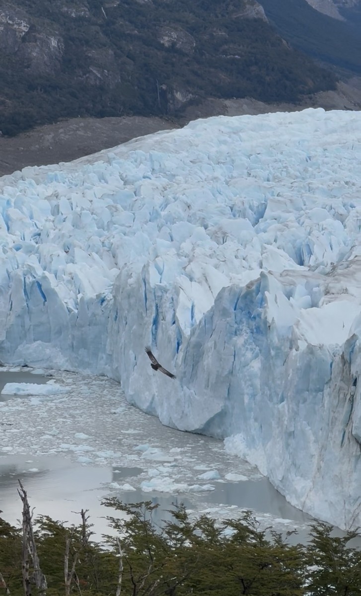 Андский кондор - ML646565120