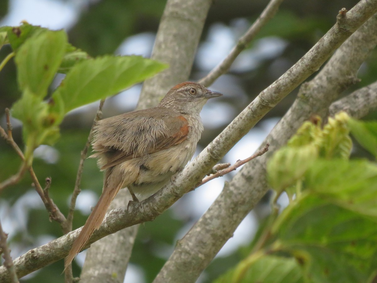 Pale-breasted Spinetail - ML646565121